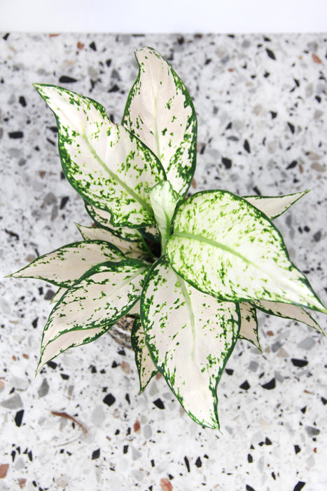 Aglaonema vanilla baby