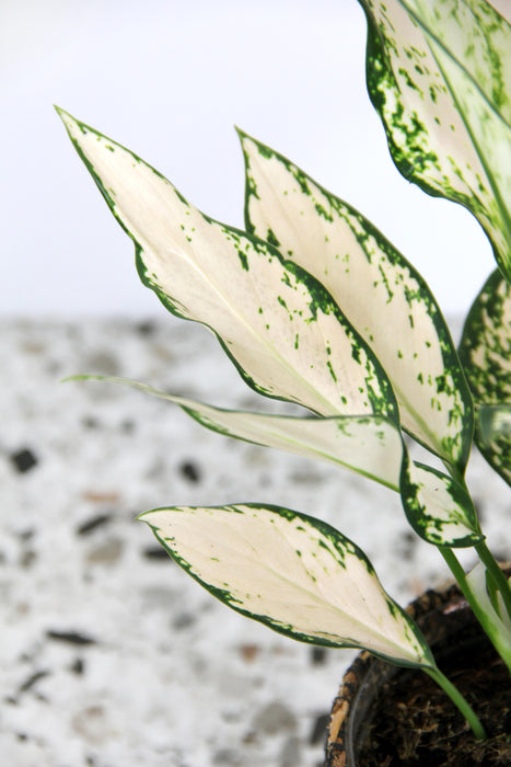 Aglaonema vanilla baby