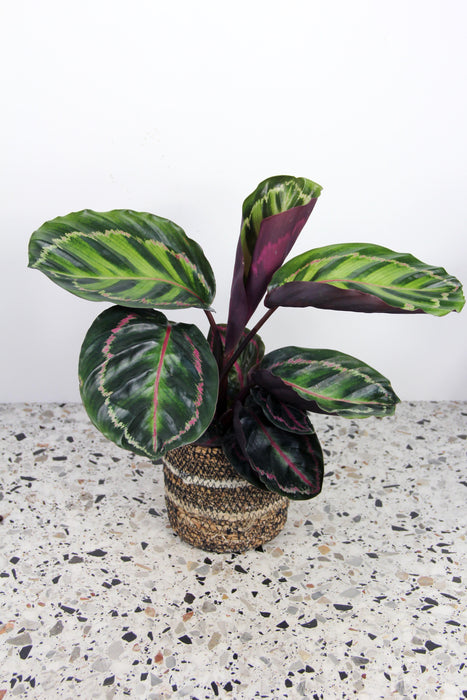 Calathea roseopicta illustris