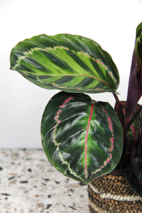 Calathea roseopicta illustris