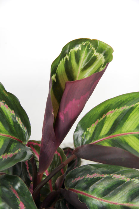 Calathea roseopicta illustris