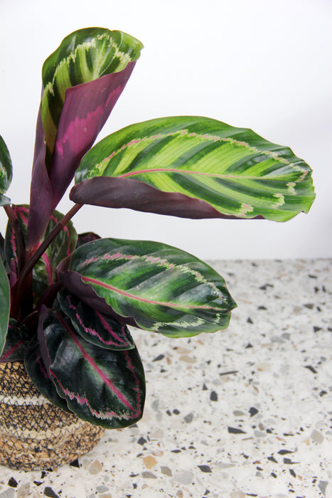 Calathea roseopicta illustris