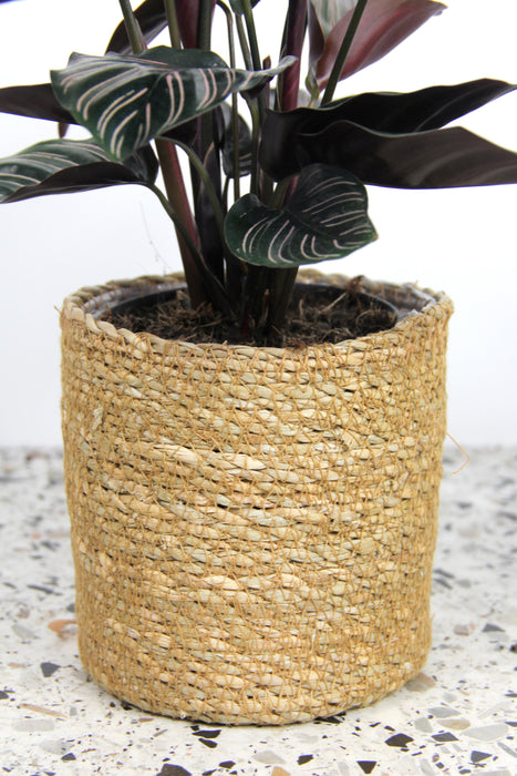 Cache-pot osier