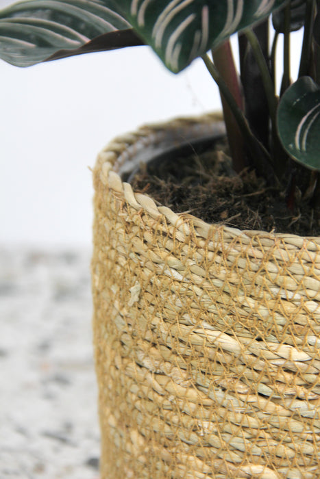 Cache-pot osier