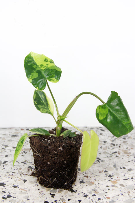 Philodendron burle marx variegata - medium