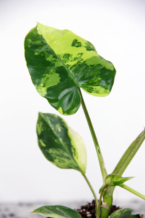 Philodendron burle marx variegata - medium