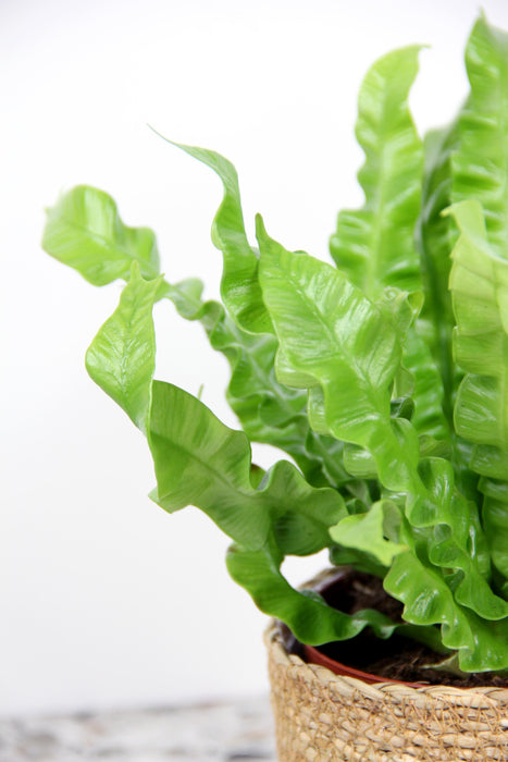 Asplenium crispy wave