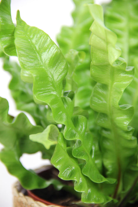 Asplenium crispy wave