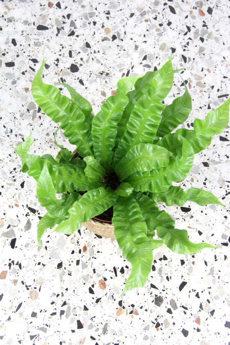 Asplenium crispy wave