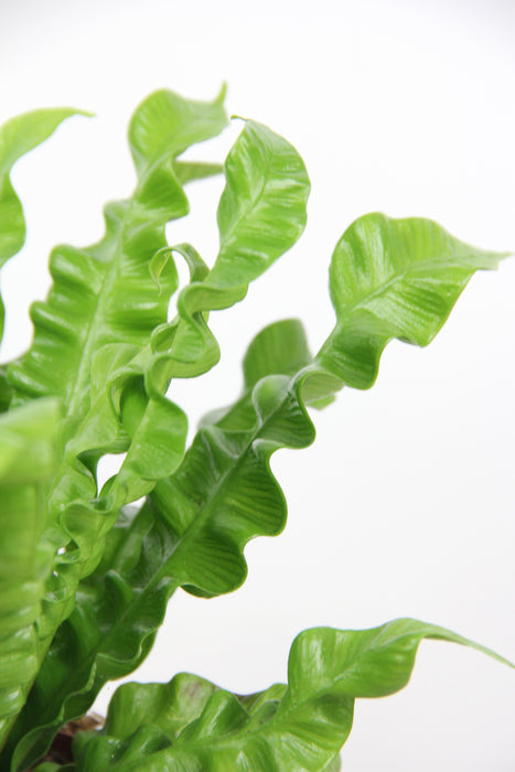 Asplenium crispy wave