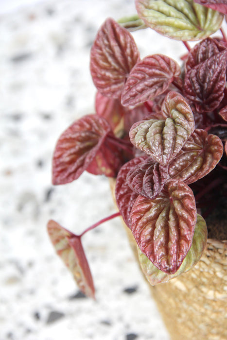 Peperomia quito