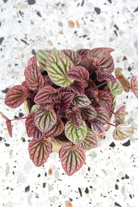 Peperomia quito