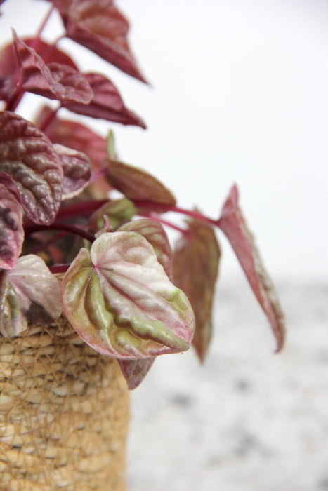 Peperomia quito
