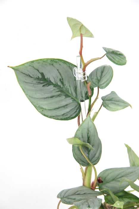 Philodendron sodiroi