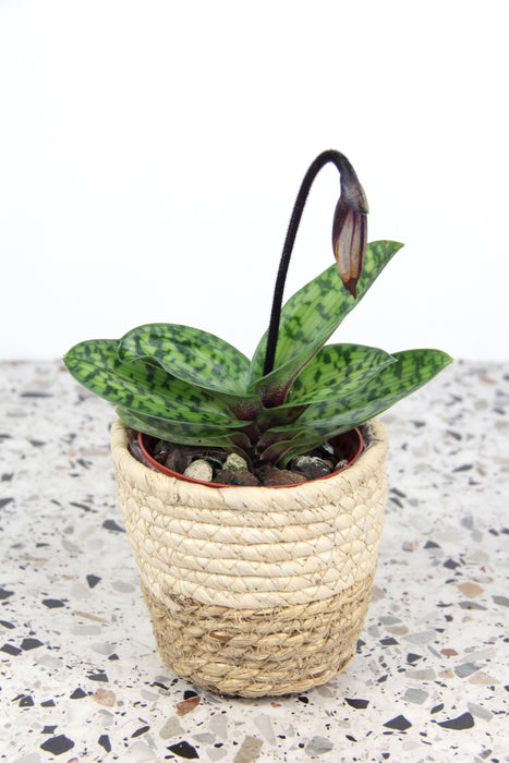 Paphiopedilum maudiae femma