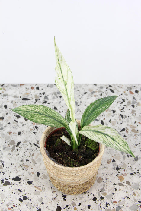 Spathiphyllum sensation variegata