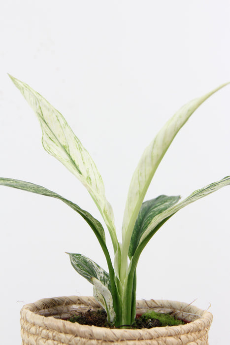 Spathiphyllum sensation variegata