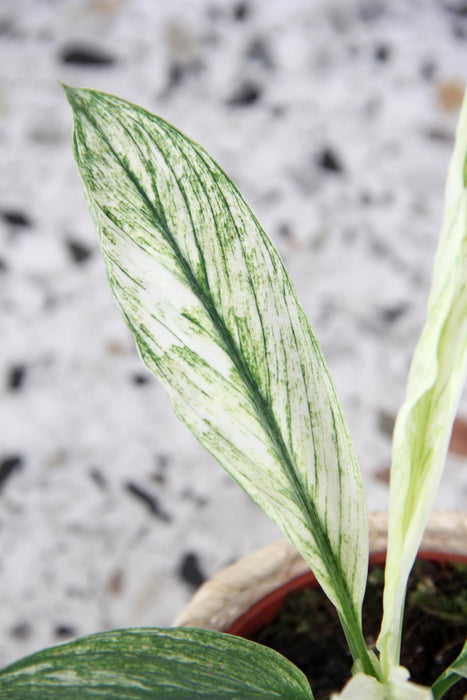 Spathiphyllum sensation variegata