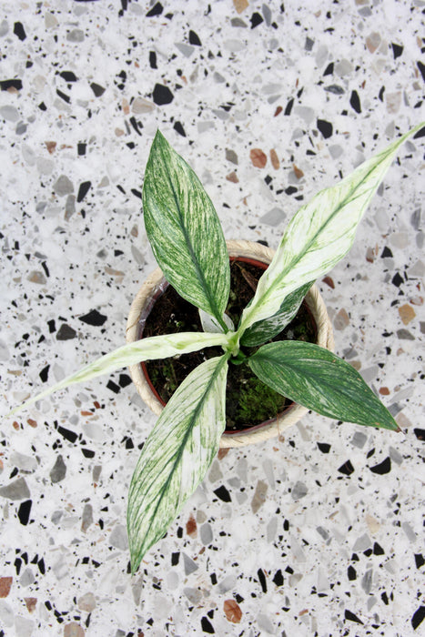 Spathiphyllum sensation variegata