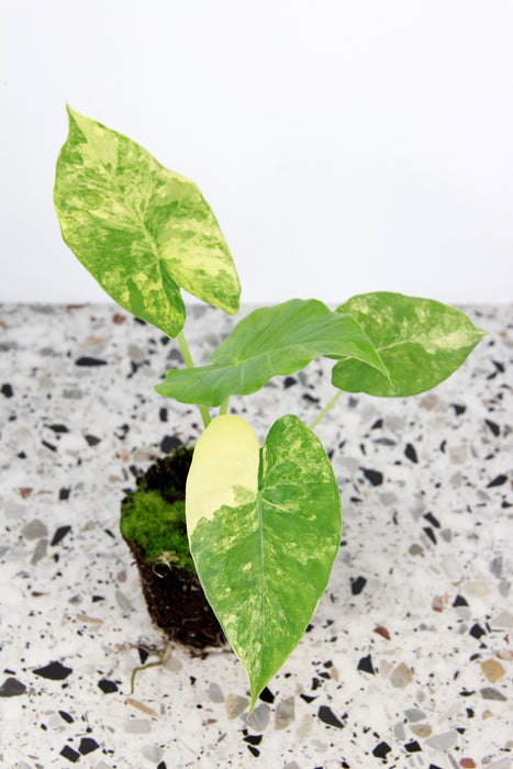 Alocasia gageana aurea variegata - médium