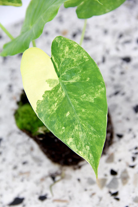 Alocasia gageana aurea variegata - médium