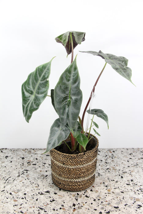 Alocasia longiloba silver