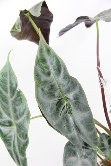 Alocasia longiloba silver