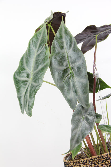 Alocasia longiloba silver