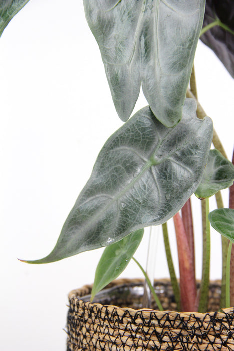 Alocasia longiloba silver