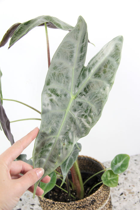 Alocasia longiloba silver