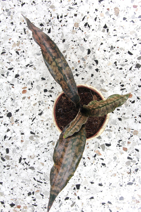 Sansevieria copper