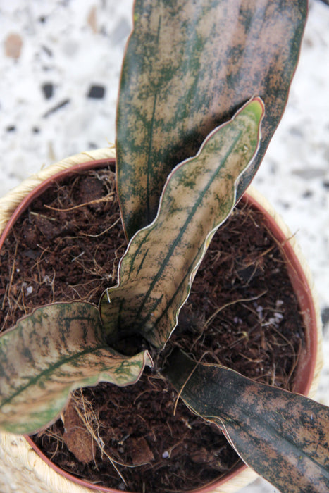 Sansevieria copper