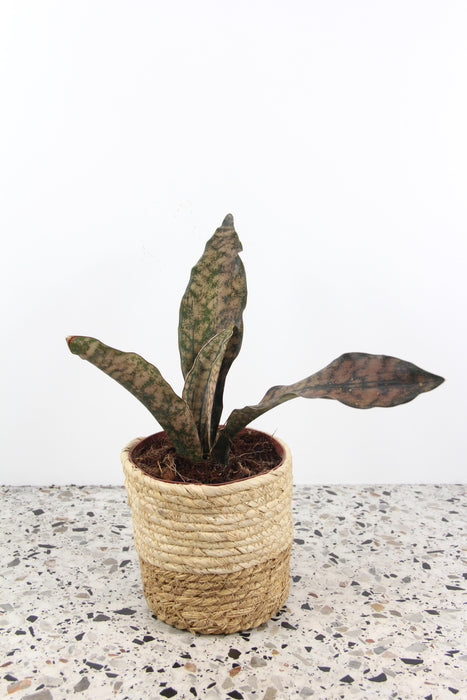 Sansevieria copper