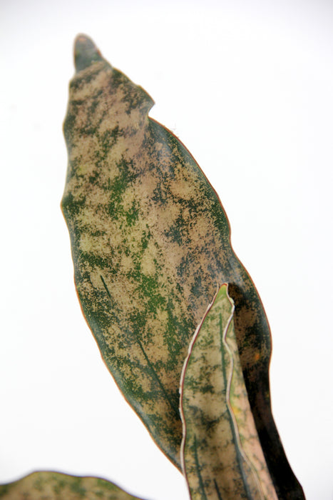 Sansevieria copper