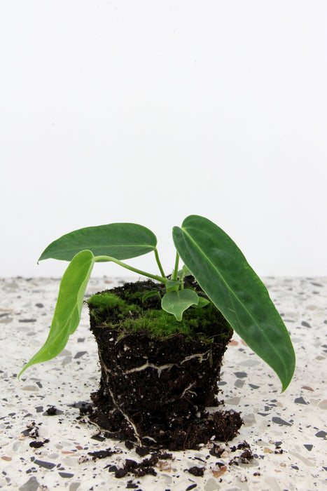 Anthurium warocqueanum X waterburyanum