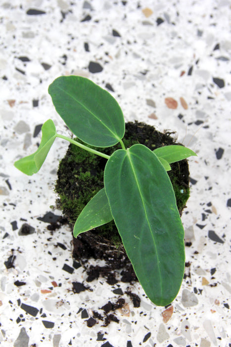 Anthurium warocqueanum X waterburyanum