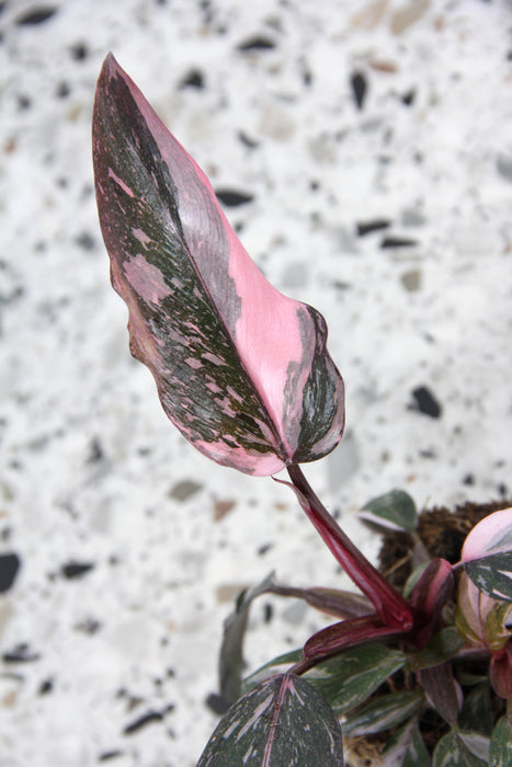 Philodendron pink princess marble - medium
