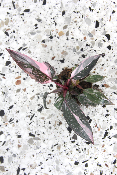 Philodendron pink princess marble - medium