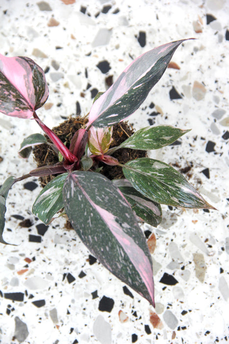 Philodendron pink princess marble - medium