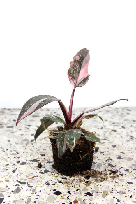 Philodendron pink princess marble - medium