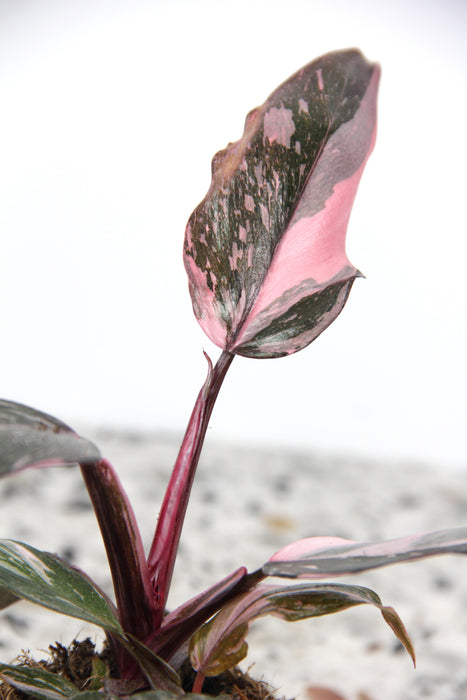 Philodendron pink princess marble - medium