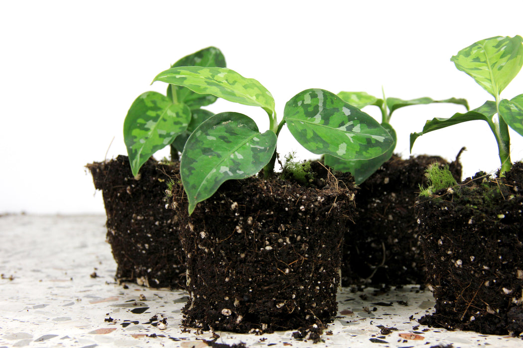 Aglaonema pictum tricolor