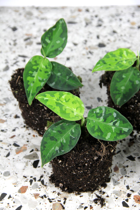 Aglaonema pictum tricolor
