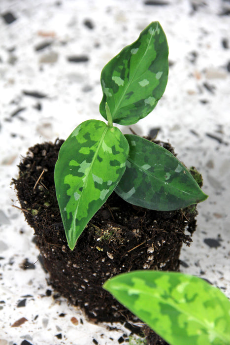 Aglaonema pictum tricolor