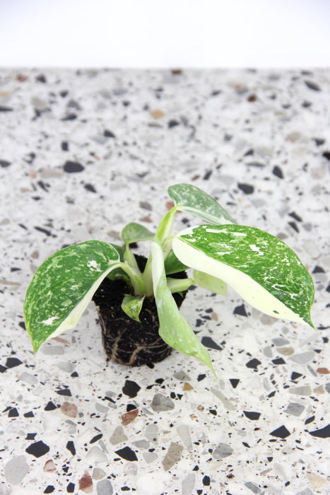 Philodendron jose buono