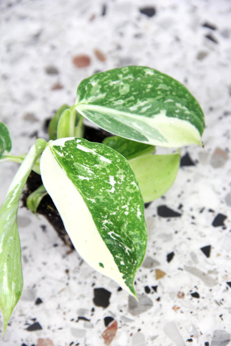 Philodendron jose buono