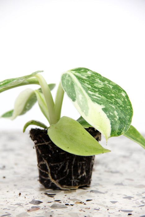 Philodendron jose buono