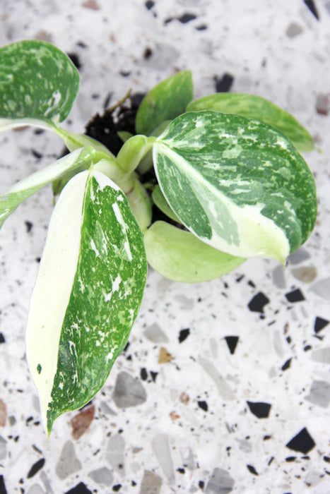 Philodendron jose buono