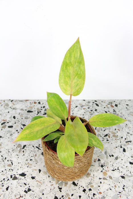 Philodendron painted lady - médium