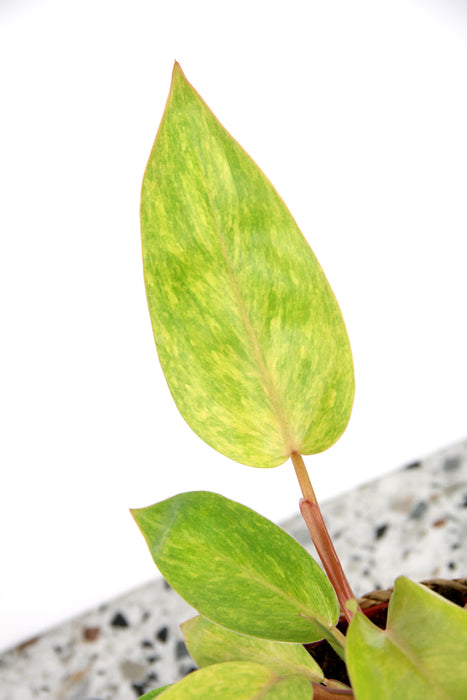 Philodendron painted lady - médium